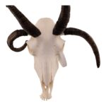 Real Four-horned Jacob Sheep Skull – 24.6918 oz