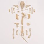 Real Hedgehog Skeleton – Disarticulated