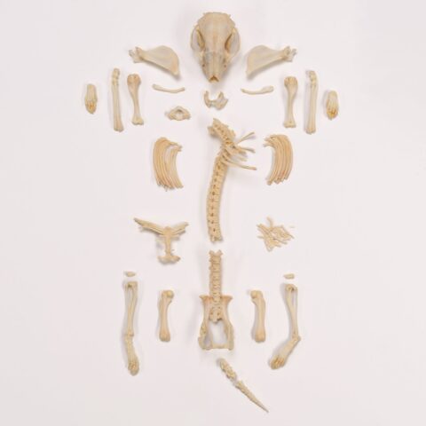 Real Hedgehog Skeleton - Disarticulated
