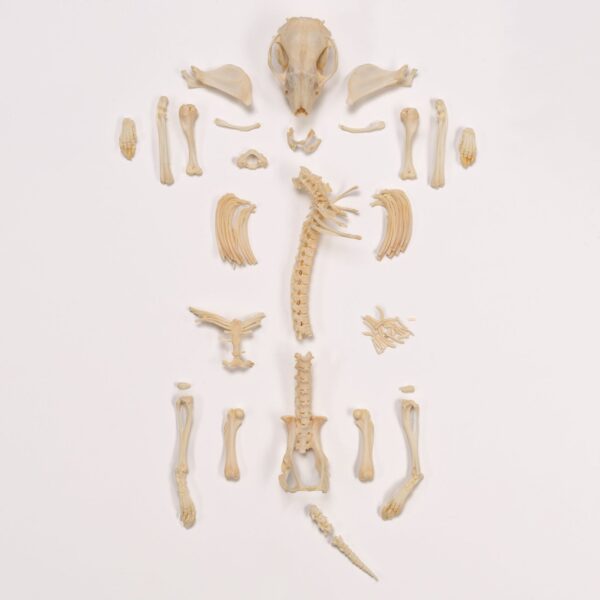 Real Hedgehog Skeleton – Disarticulated