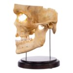 Real Human Partial Skull on Stand – 250 g