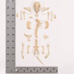 Real Hedgehog Skeleton – Disarticulated