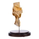 Real Human Partial Skull on Stand – 250 g