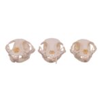 Real Domestic Cat Skull – Missing Teeth (Single)