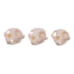 Real Domestic Cat Skull – Missing Teeth (Single)