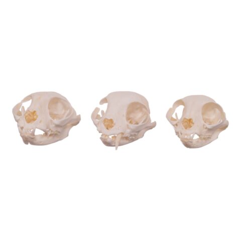 Real Domestic Cat Skull - Missing Teeth (Single)