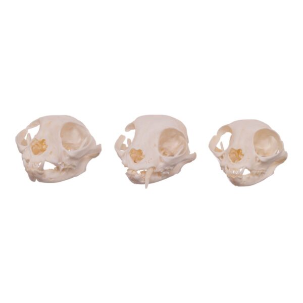 Real Domestic Cat Skull – Missing Teeth (Single)