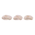 Real Domestic Cat Skull – Missing Teeth (Single)