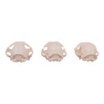 Real Domestic Cat Skull – Missing Teeth (Single)