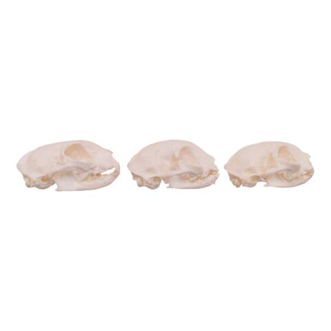 Real Domestic Cat Skull - Missing Teeth (Single)
