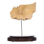 Real Human Partial Skull on Stand – 228 g