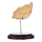 Real Human Partial Skull on Stand – 228 g