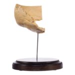 Real Human Partial Skull on Stand – 228 g