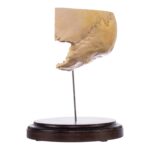 Real Human Partial Skull on Stand – 228 g