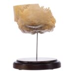 Real Human Partial Skull on Stand – 228 g