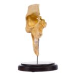 Real Human Partial Skull on Stand – 244 g