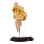 Real Human Partial Skull on Stand – 244 g
