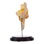 Real Human Partial Skull on Stand – 244 g