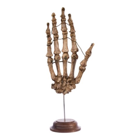 Real Articulated Human Hand on Stand- Antique
