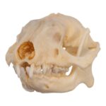 Real Hedgehog Skeleton – Disarticulated