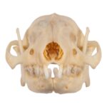 Real Hedgehog Skeleton – Disarticulated