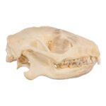 Real Hedgehog Skeleton – Disarticulated