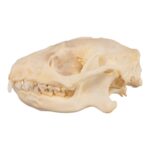 Real Hedgehog Skeleton – Disarticulated