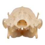 Real Hedgehog Skeleton – Disarticulated