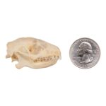 Real Hedgehog Skeleton – Disarticulated