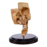 Real Human Partial Skull on Stand – 298 g