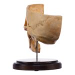 Real Human Partial Skull on Stand – 298 g