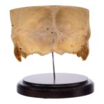 Real Human Partial Skull on Stand – 238 g