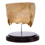 Real Human Partial Skull on Stand – 238 g