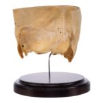 Real Human Partial Skull on Stand – 238 g