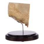 Real Human Partial Skull on Stand – 238 g