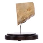 Real Human Partial Skull on Stand – 238 g