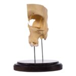 Real Human Partial Skull on Stand – 214 g