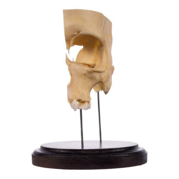 Real Human Partial Skull on Stand – 214 g