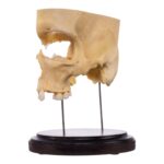 Real Human Partial Skull on Stand – 214 g