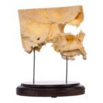 Real Human Partial Skull on Stand – 214 g