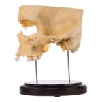 Real Human Partial Skull on Stand – 214 g