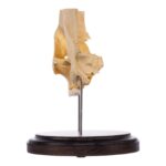 Real Human Partial Skull on Stand – 214 g