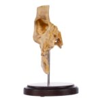 Real Human Partial Skull