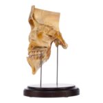 Real Human Partial Skull
