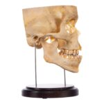 Real Human Partial Skull