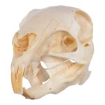 Real Patagonian Cavy Skeleton – Disarticulated
