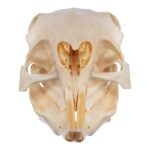 Real Patagonian Cavy Skeleton – Disarticulated