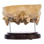 Real Human Partial Skull on Stand – 286 g