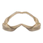 Real Silky Shark Jaw (7.1″)