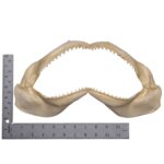 Real Silky Shark Jaw (7.1″)